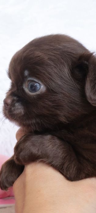 Chihuahua  Mini. Menina de pēlo longo de olhos Verdes . Cabeça maçã perfeita!