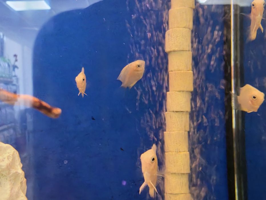 Severum Gold (Herus Severum)