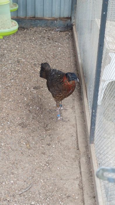 Bazant tragopan samiec