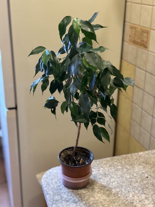 ФІКУС Бенджаміна кімнатна рослина! Сформований вазон висотою 85 см