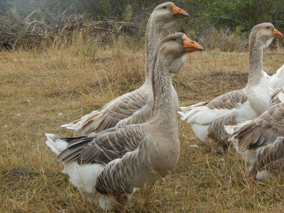 Гуси холмогори. Холмогорські гуси
