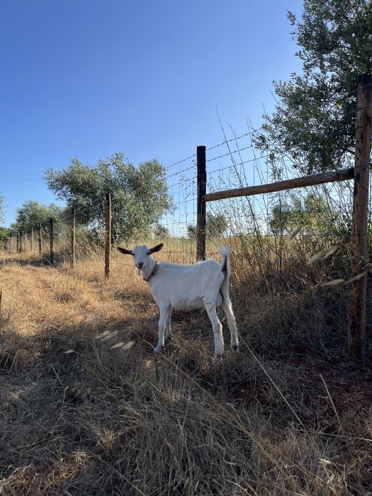 Cabrito saanen macho