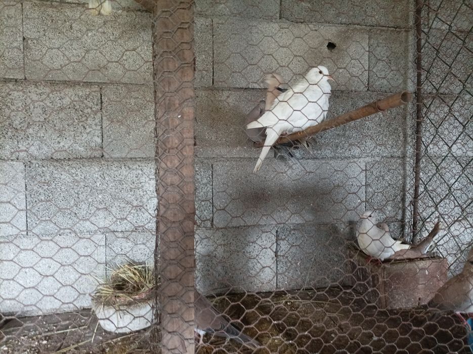 Vendo ou troco rolas de várias cores