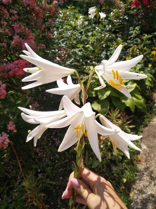 Продам лилии (кандидум) (лилия лекарственная) в наличии много