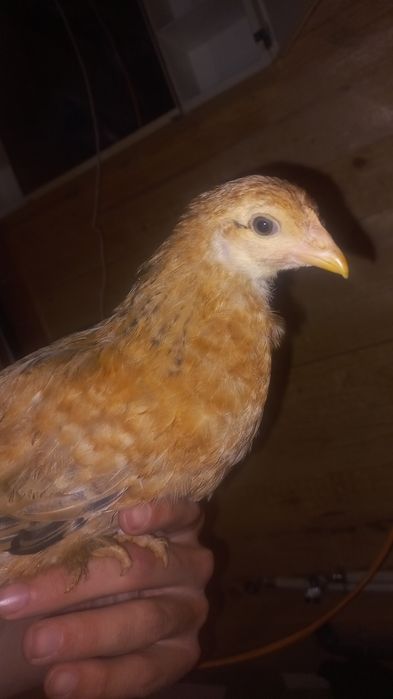 Frangos de várias raças cruzadas