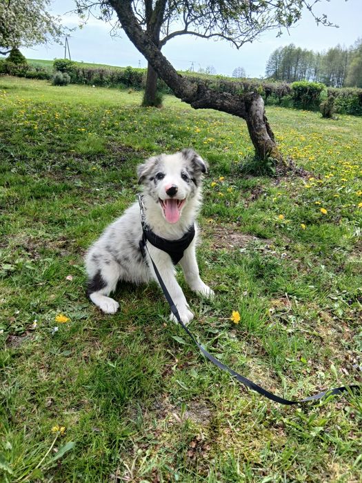 Border collie blue merle