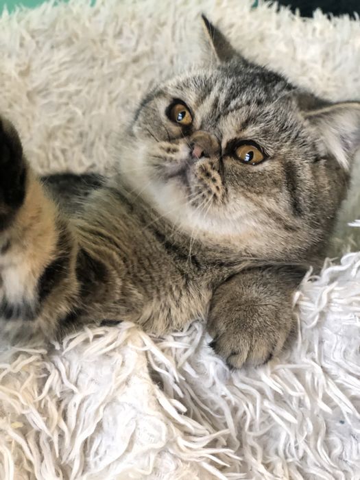 Красавица экзотка