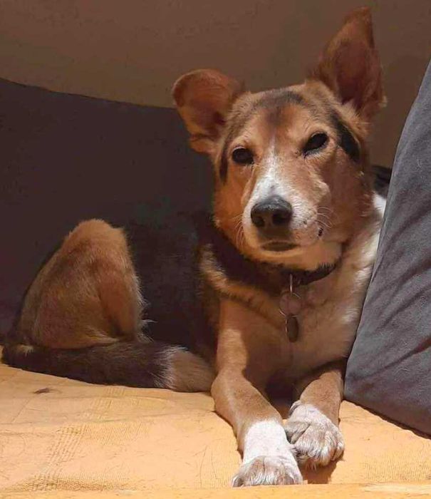 Piękny Vinci pokocha na zawsze