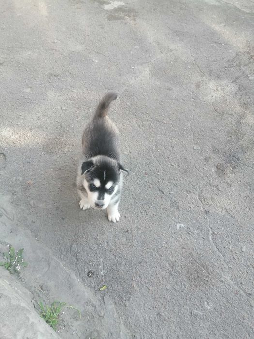 Продам щенка хаскі дівчинку