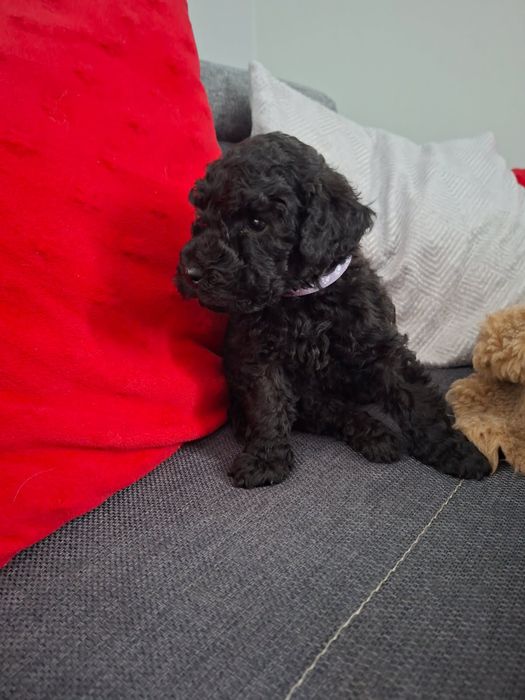 Pudel miniaturowy/średni do rezerwacji