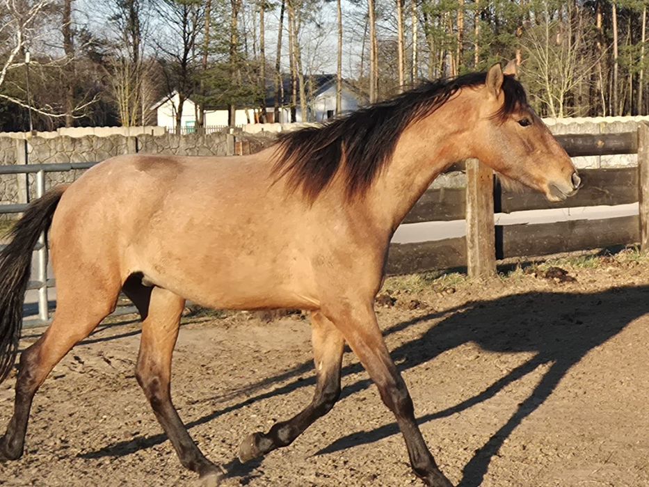 Wałach z FENOMENALNYM ruchem  andaluzyjski PRE w POLSCE