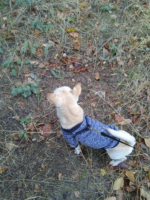 Для вязки,Чихуа Мальчик