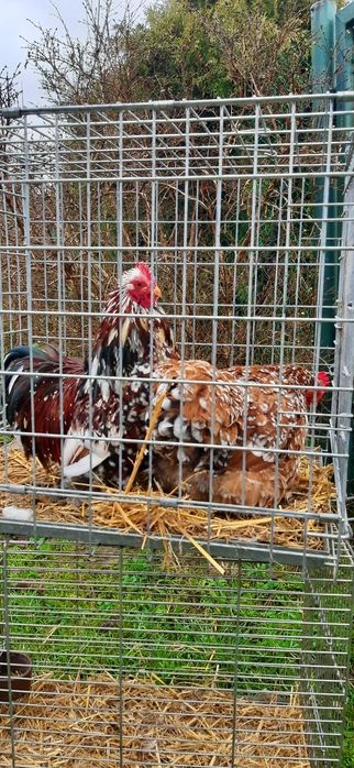 Kochin kochiny miniaturowe 160