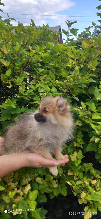 Pomeranian, Szpic miniaturowy.