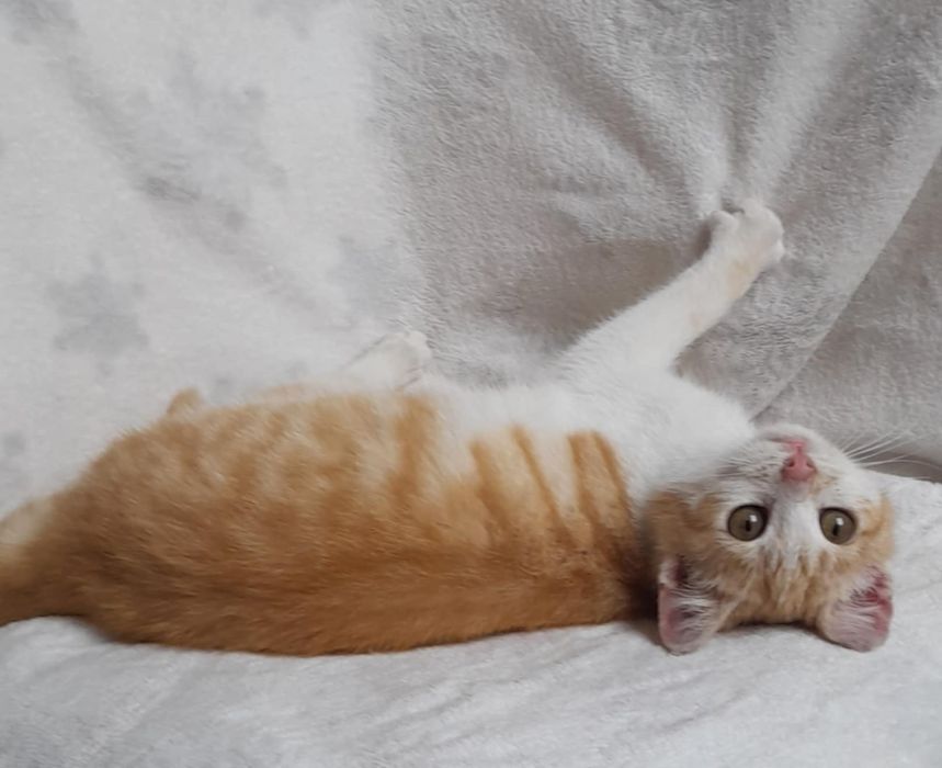 Do oddania mała kotka