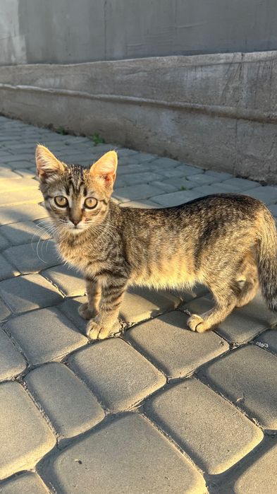 Кошенята Безкоштовно