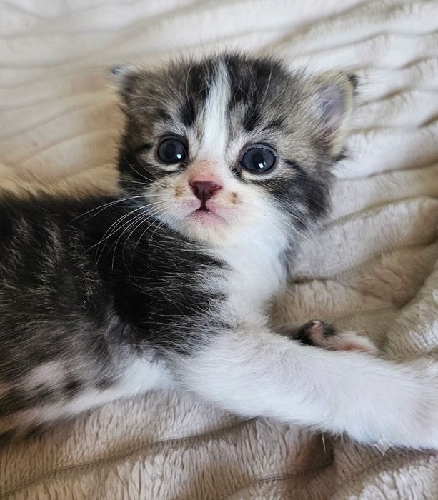 Шотландські кошенята