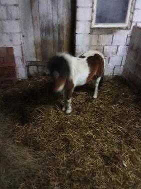 Sprzedam klacz kucyka