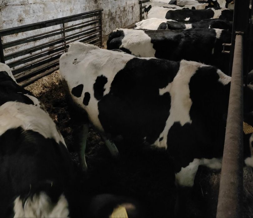 Jałówki wysokocielne