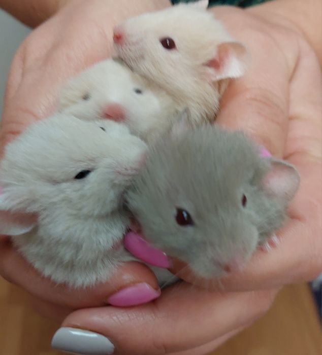 Sprzedam syryjskich chomików