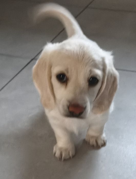Jamnik długowłosy Kremowy miniatura Cream Piebald