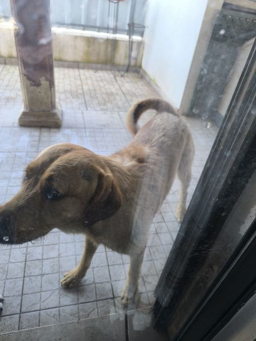 Dou cão filho de mãe labrador pura e pai pastor alemão.