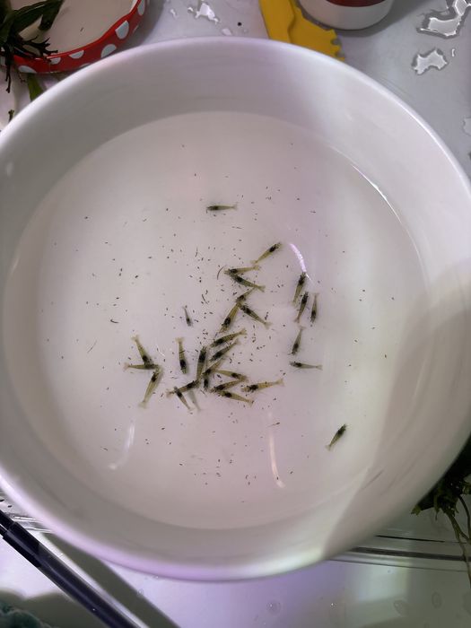Krewetki neocaridina po blue belvet