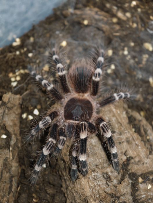 Acanthoscurria geniculata Samica 3,5 - 4 DC