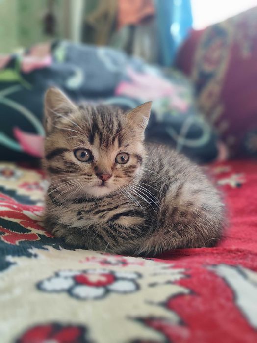 Шотландські кошенята