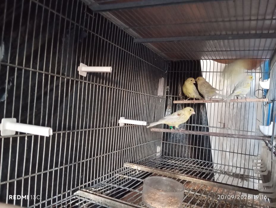 Canários ágata opala amarelo