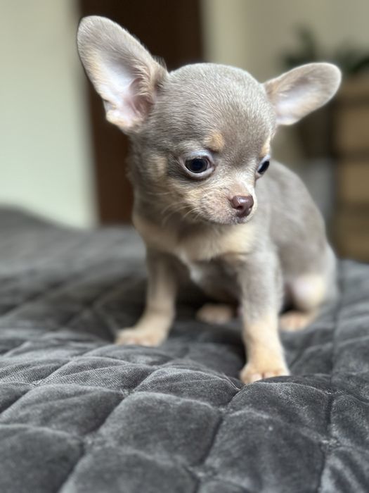 chłopiec Chihuahua