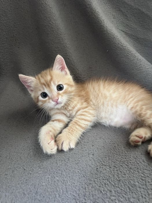 Котики в хороші руки
