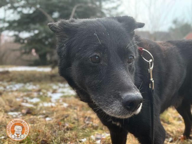 Pies do adopcji Wrocław - Łagodny, przyjazny Bary