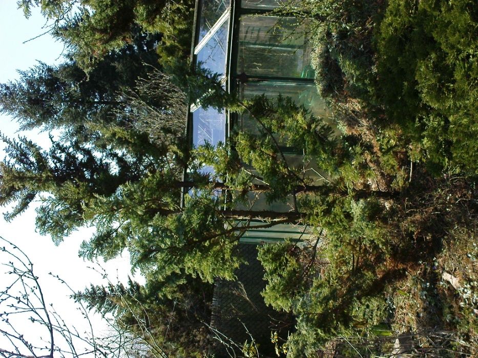 Cyprysik groszkowy Boulevard 2,5 m + jałowiec płożący sabiński fi:1,5m