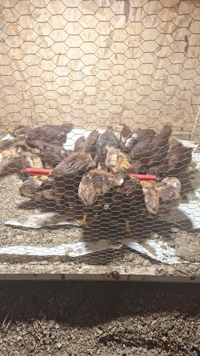 Rhode Island Red 100% puros