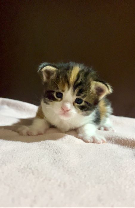 Малюк Мейн Куна. Найкращий подарунок