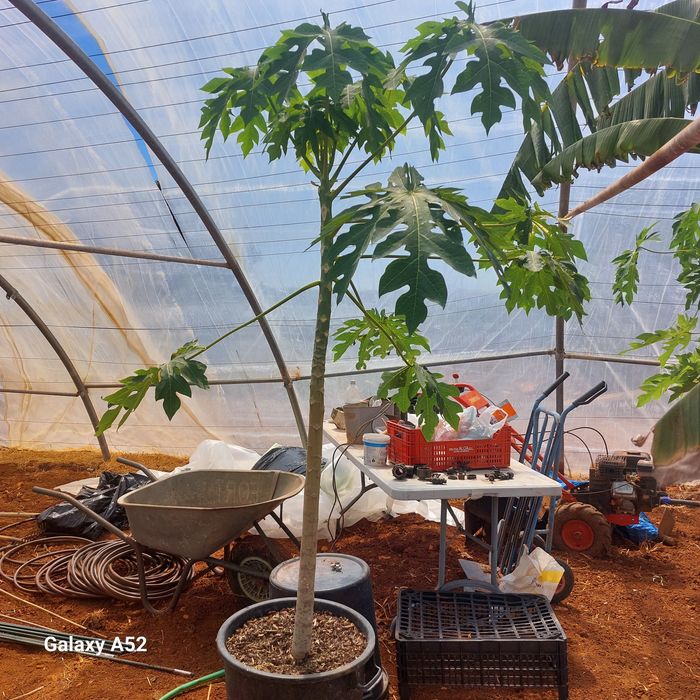 Vendo,Plantas de Papaia, pequenas ,médias e grandes,pode viver no exterior ,preço entre €22  a € 120,posso fazer entrga,se tiver máximo  10km