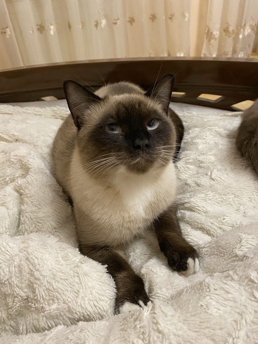 Продається котик Бублик