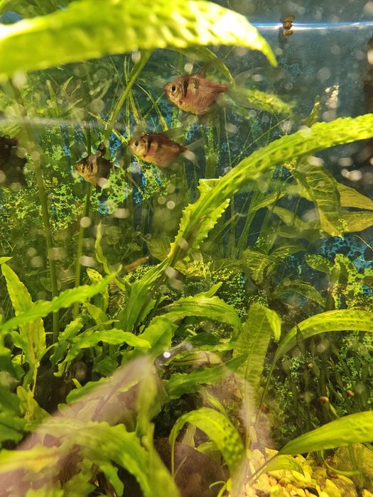 Торнеція колір бордовий тигрик та креветки рожев