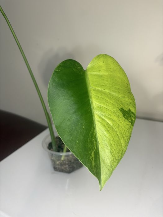Monstera GOG mint piekne wybarwienie