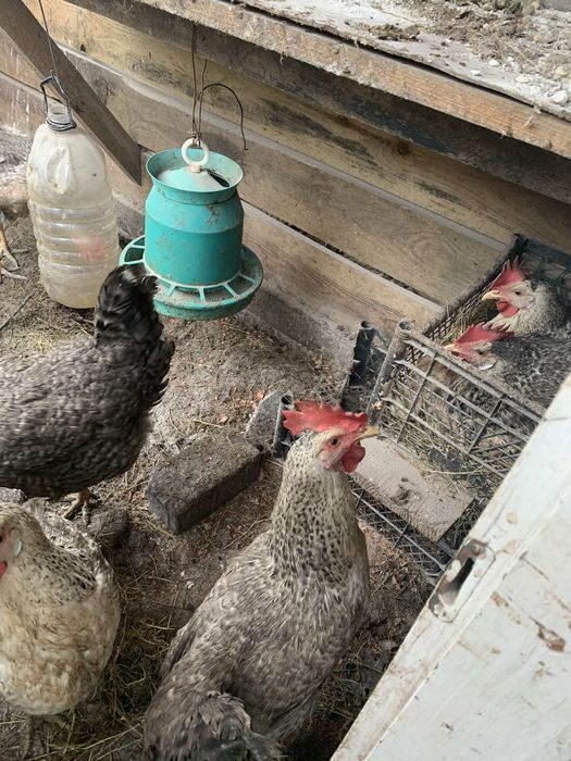 Борківська барвиста інкубаційні яйця