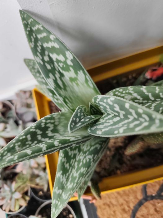 Aloe variegata - planta grande
