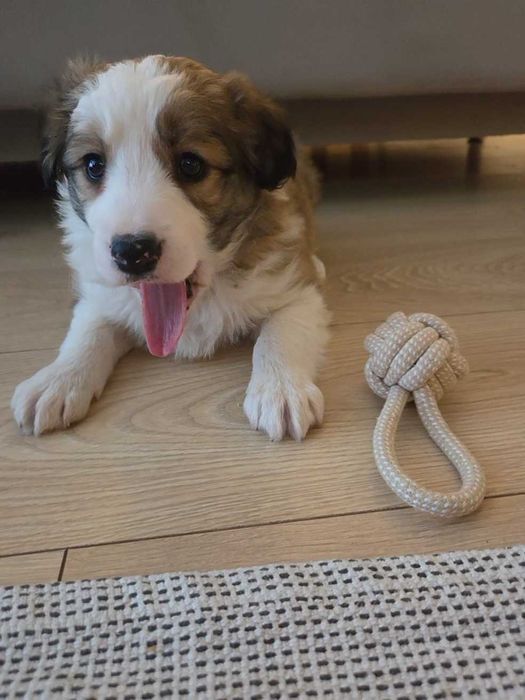 Cudowna suczka Border Collie - Zara !!