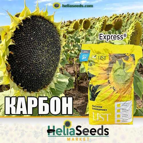 Насіння соняшнику від виробника. Гібриди під Гранстар/Євро-Лайтнінг