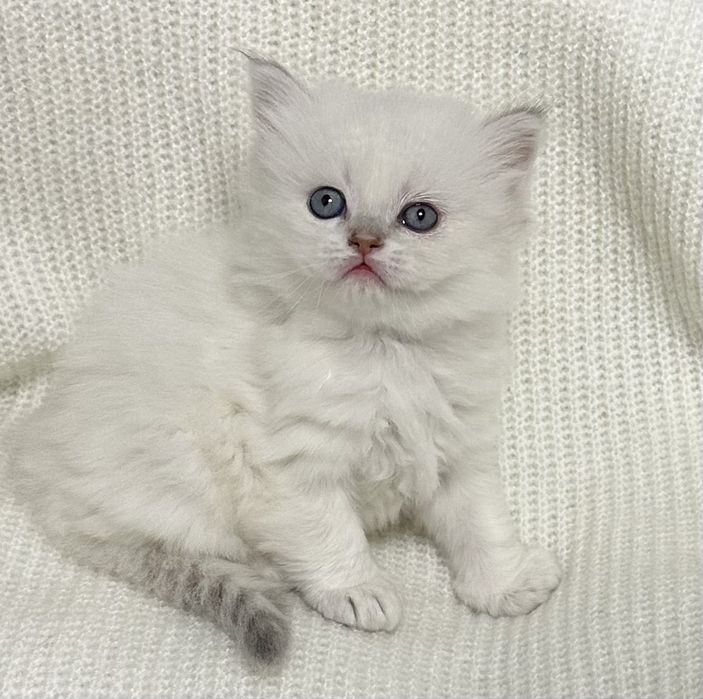 Хлопчик шотландець