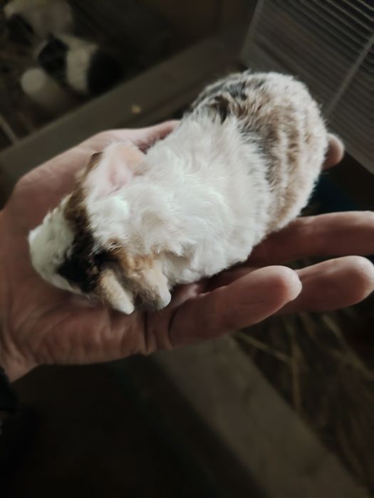 Морские свинки. Американский тетди