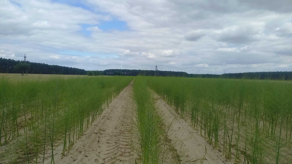 Sadzonki karpy szparagi