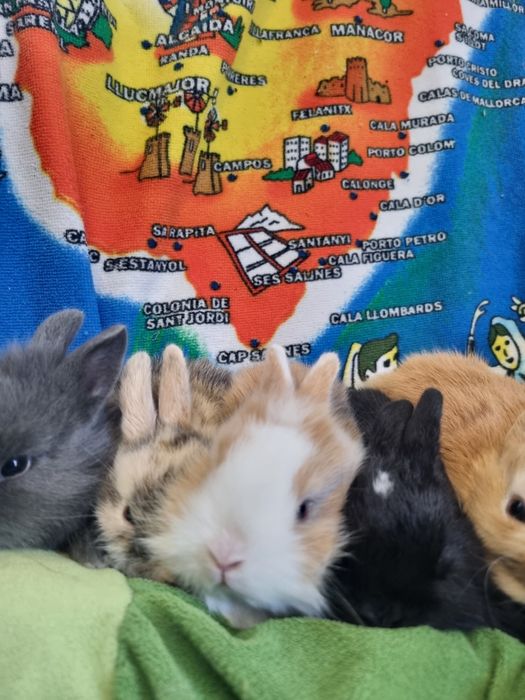 Króliki Miniaturki Teddy