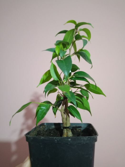 Фікус Бенжаміна , здорові домашні рослини