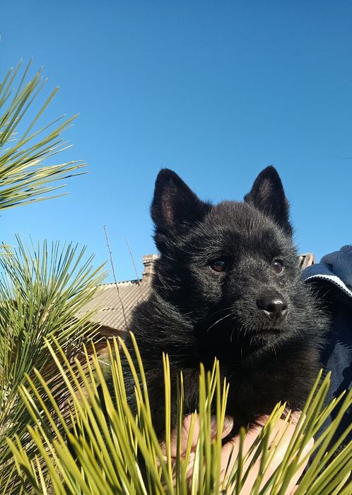 Цуценя породи шипперке.